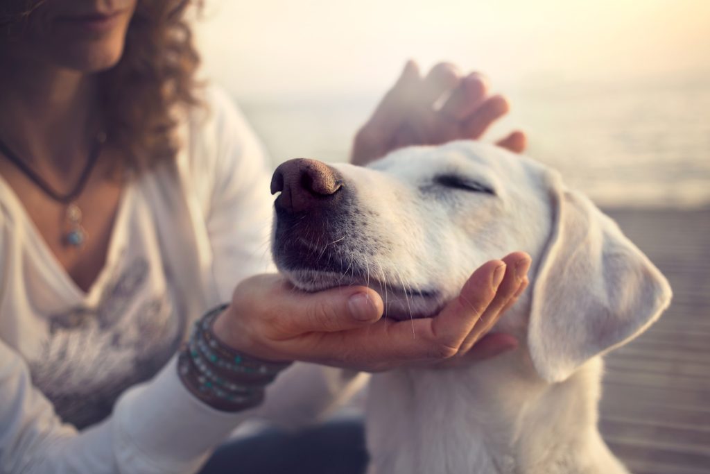 Buy high-quality breath freshness products for your dog