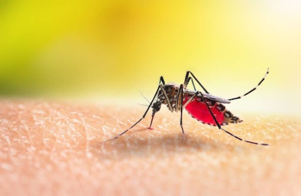 How can dengue fever be prevented?