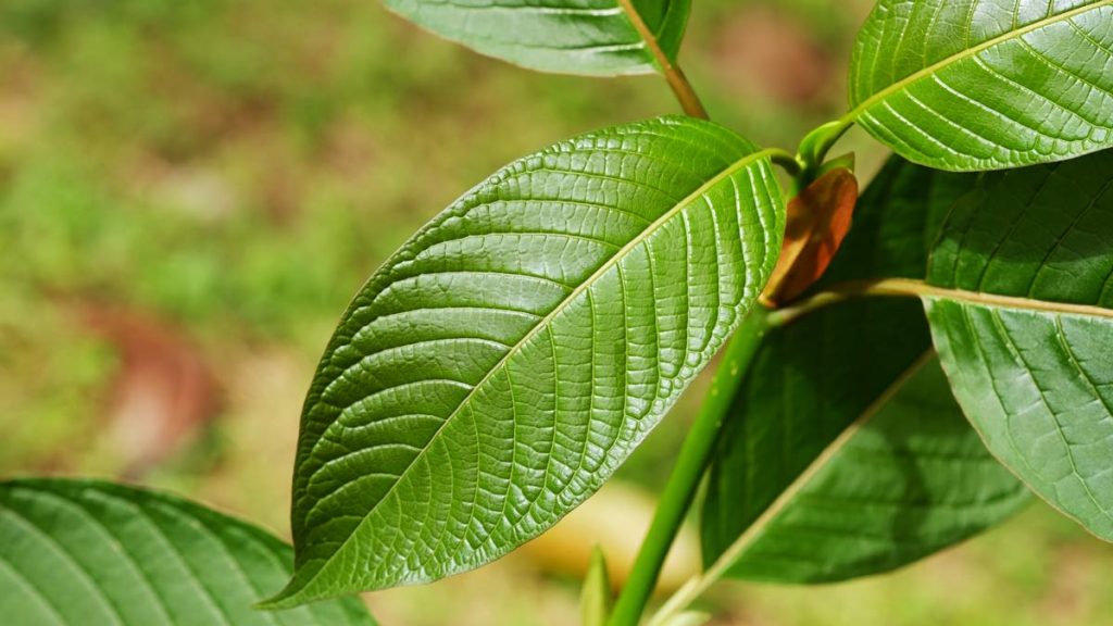 Where do you buy high-quality kratom for the best price?