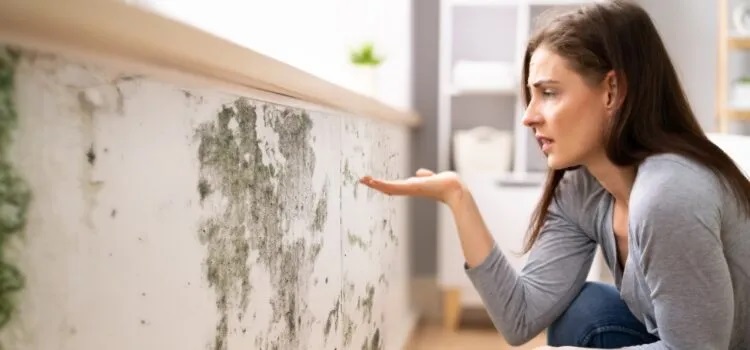 Unmasking Mold: What to Expect from a Professional Inspection